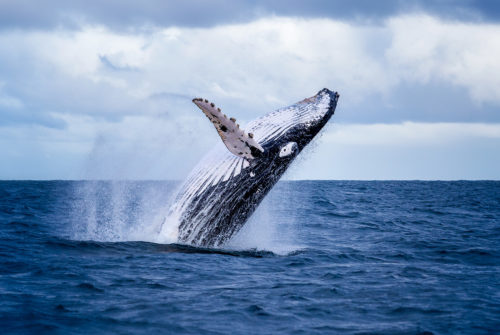 Humpback whale