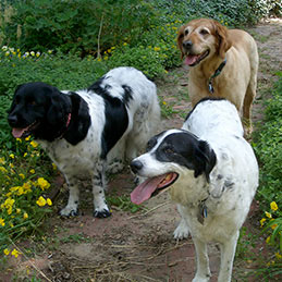 Three dogs on a garden path.