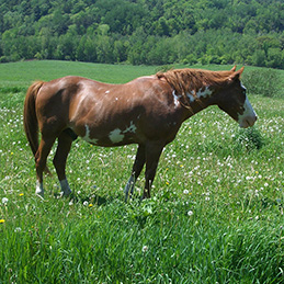 Brown horse in grassy field. Animal-Human Studies.