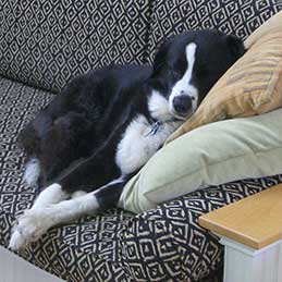 Black and white dog rests on a sofa. Animal human studies.