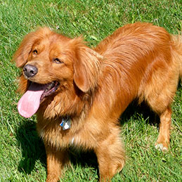 Happy Duck Tolling Retriever standing in grass.