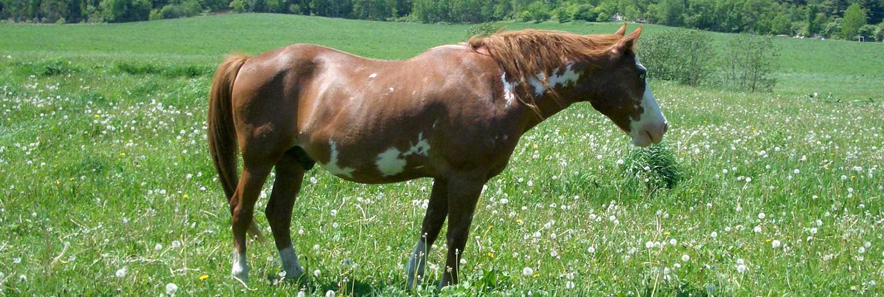 _NCheaderHorse1800x605