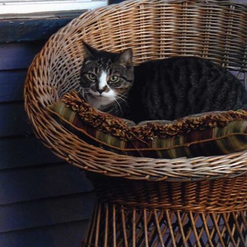 Calico cat in chair on porch.