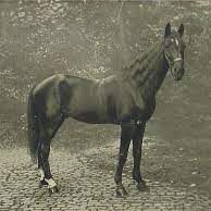 An Orlov Trotter who looks a bit like Black Beauty.