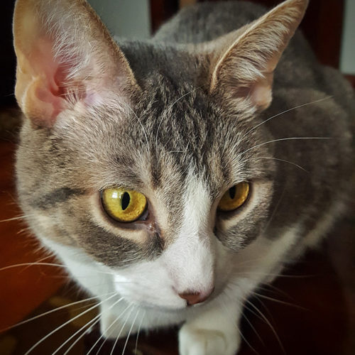 Close-up of cat with yellow eyes and white markings.