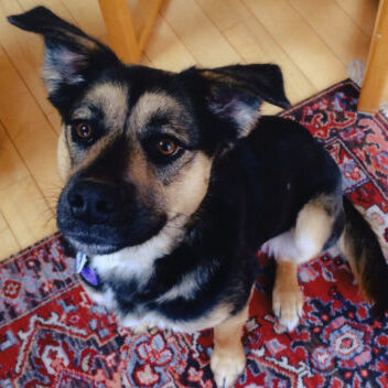 Dog with shepherd markings making puppy eyes at person.