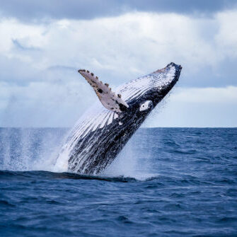 Humpback whale breaching in ocean.